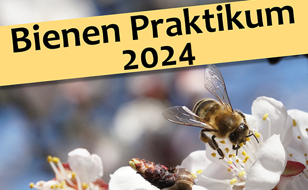 Bienenpraktikum 2024