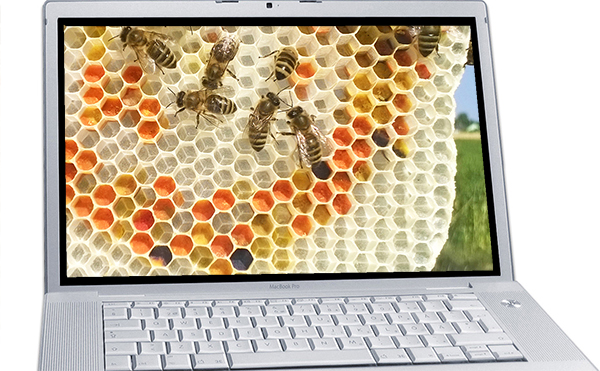 Online Imkerkurs 1 Theorie und Grundlagen der wesensgemäßen Bienenhaltung