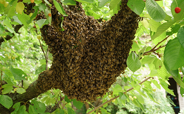 Bienenschwarm im Kirschbaum