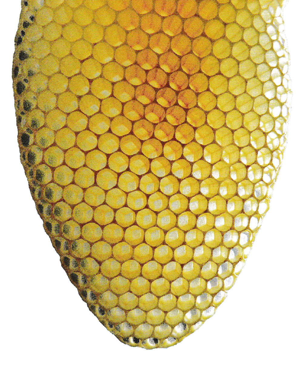 Bienenwabe
