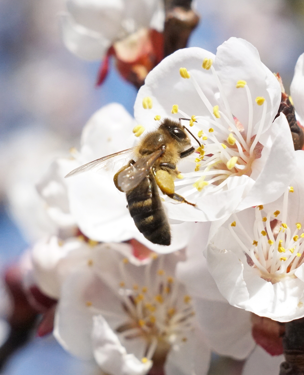 Biene auf Marillenblüte