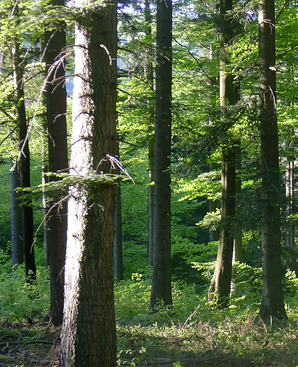 WALDMEISTER
