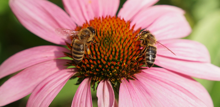 Bienenschwarm in Robinie