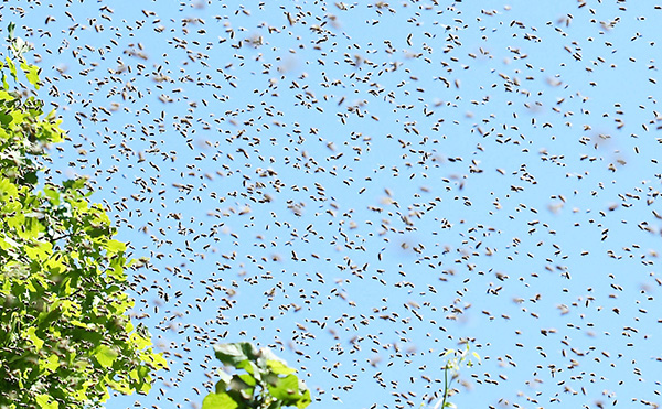 Bienenschwarm in der Luft aus wesensgemäßer Bienenhaltung