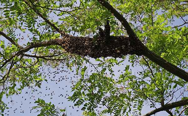 Bienenschwarm in Robinie